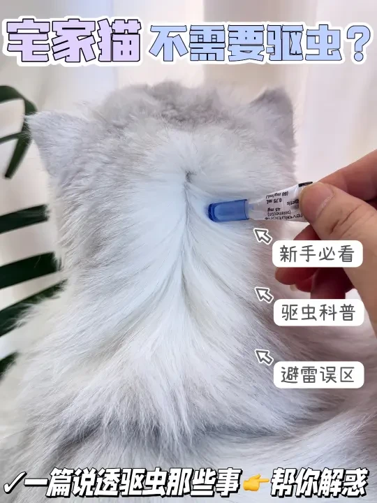 揭秘新手养猫最大骗局☝️宅家猫不用驱虫！
