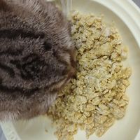 宠物料理机适合老年猫吗？自制猫饭用宠物料理机和破壁机的差别
