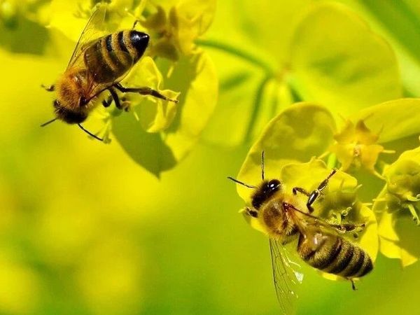 会员内部直播用的喉咙痛特效：新西兰蜂胶胶囊，另外手足口吃蜂胶糖