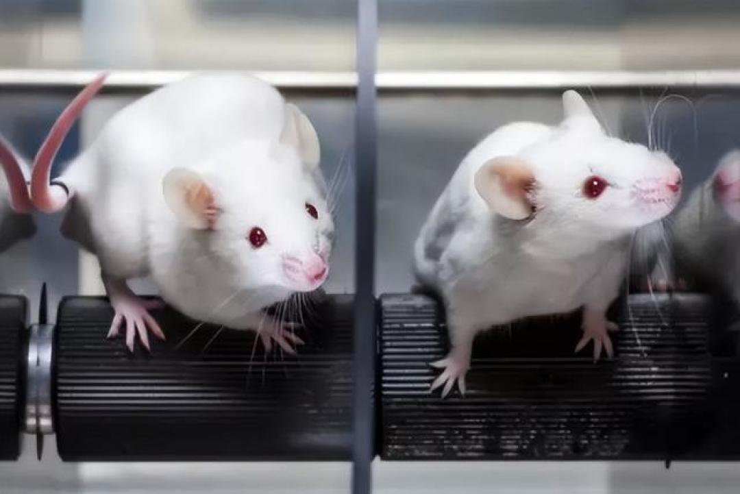 西湖大学Cell研究：限制蛋白质摄入或延缓衰老，中年干预效果最佳