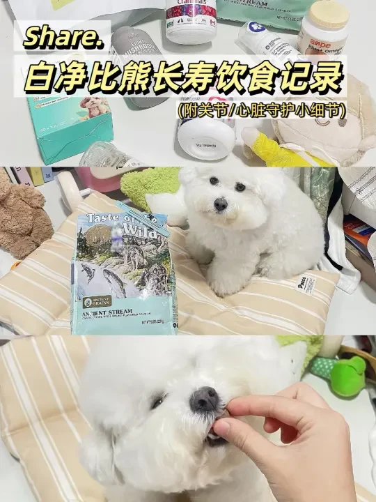 Share/白净比熊长寿饮食记录📝