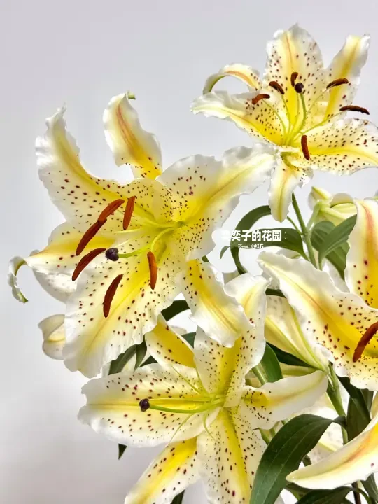 园艺天香百合｜越看越爱的大麻子✨