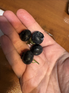 据说蓝莓在水果里的营养成份能排前三！