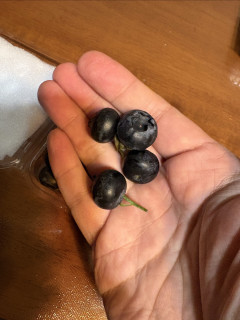 据说蓝莓在水果里的营养成份能排前三！
