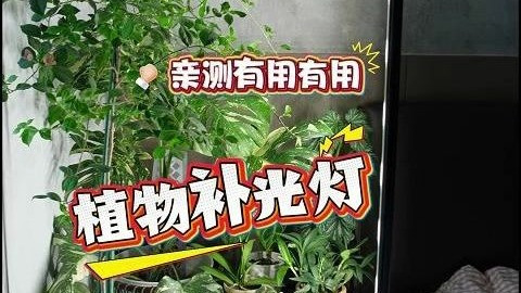 补光灯实测！🌧阴天秒变🌞阳光房