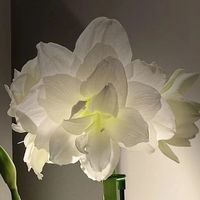 男子用1盆2年的朱顶红，撑起整家美，一眼就被治愈，美得不像话！