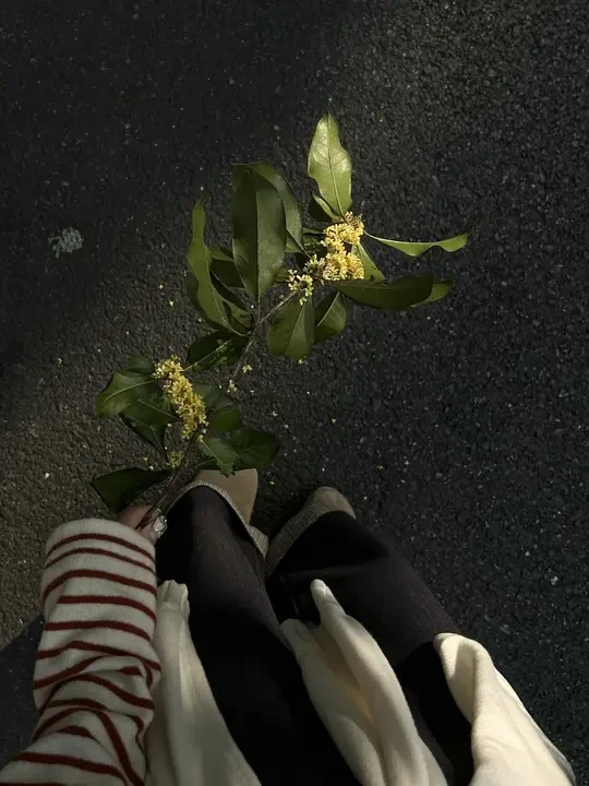 她的初秋:独处,喝茶,“把一天天细致地过好”