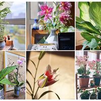 养花大佬别点开！养花小白一年后的经验总结