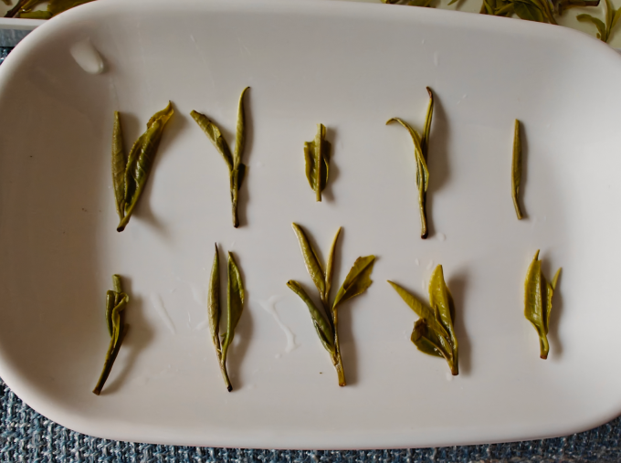 五溪山绿茶