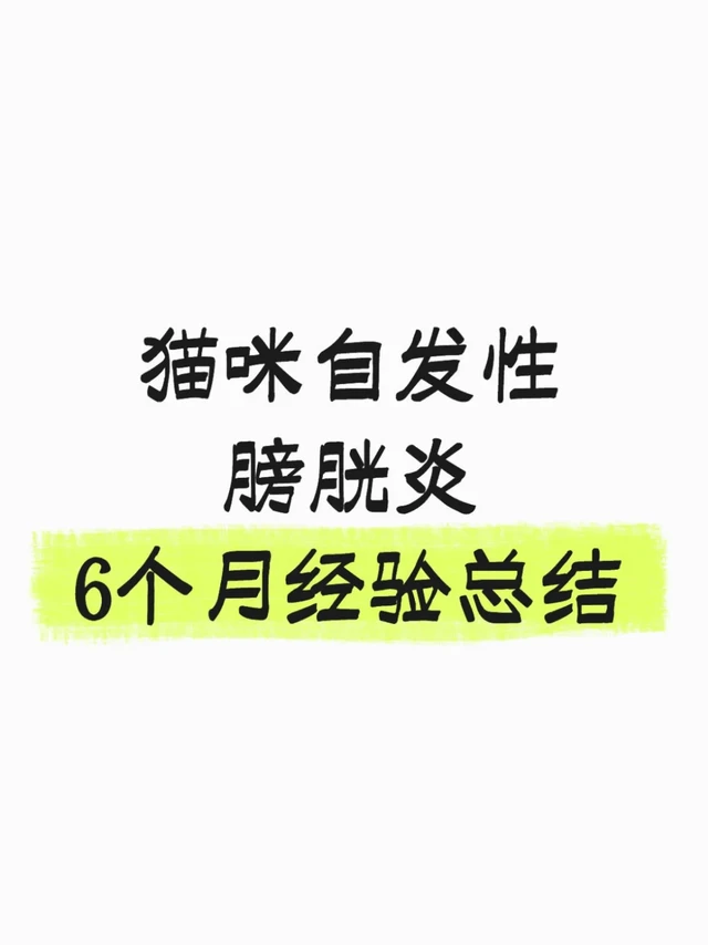 猫咪自发性膀胱炎，6个月经验总结