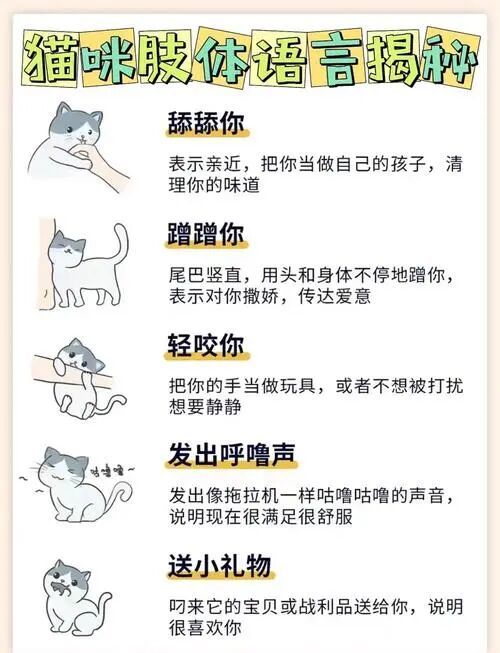 50㎡公寓人猫共生术，小空间巧用垂直收纳