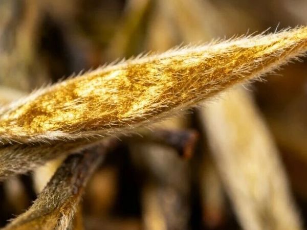 红茶三大口粮茶品牌推荐：英红九号凭一口甜香，成口粮茶首选