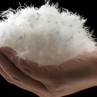 羽绒服700元是品质分水岭？行业真相与选购避坑指南