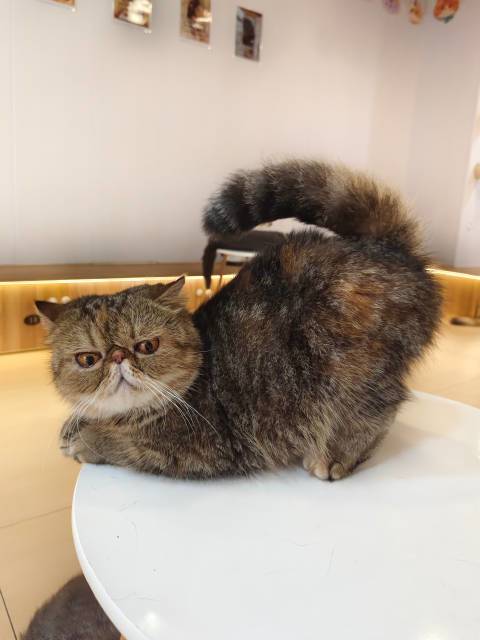 8号下午2点到晚上8点，光谷京东MALL负一楼大厅，40只猫等你来！#领养代替购买##海信璀璨高端全套智能家电##wowo领养丑毛孩公益# 勋哥的救援日记的微博视频