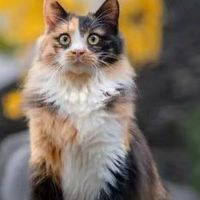 内行人悄悄透露:猫粮怎么选?推荐2025闭眼选这3款猫粮牌子