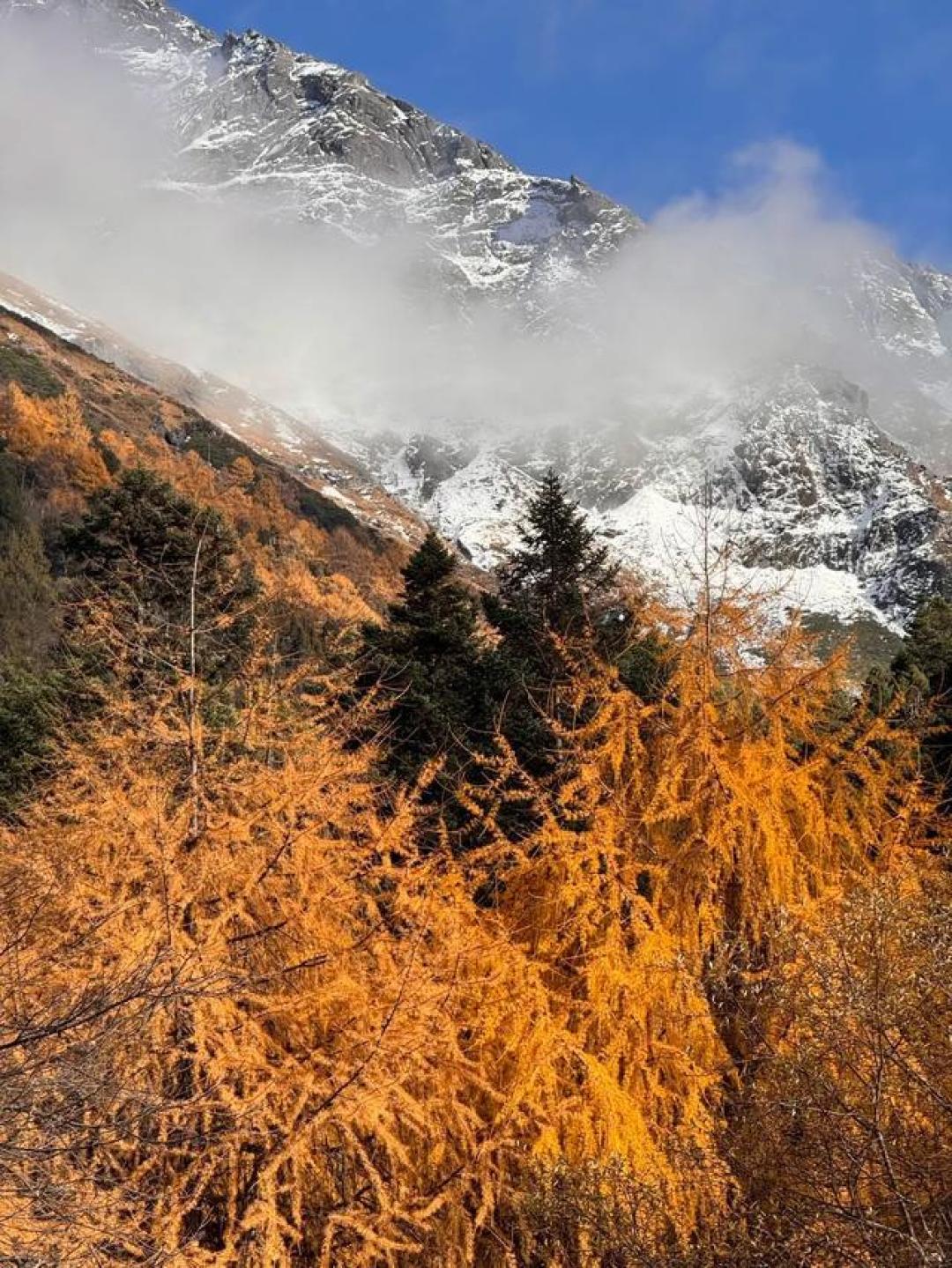 当毕棚沟的秋色撞上雪峰彩林，川西高原325平方公里变身上帝调色盘
