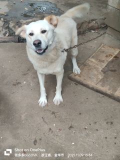囤狗粮我是认真，目前已买了60kg