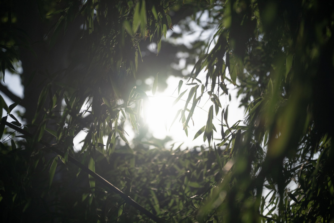 兼顾视频与拍照 尼克尔 Z 24-70mm f/2.8 S II 镜头评测