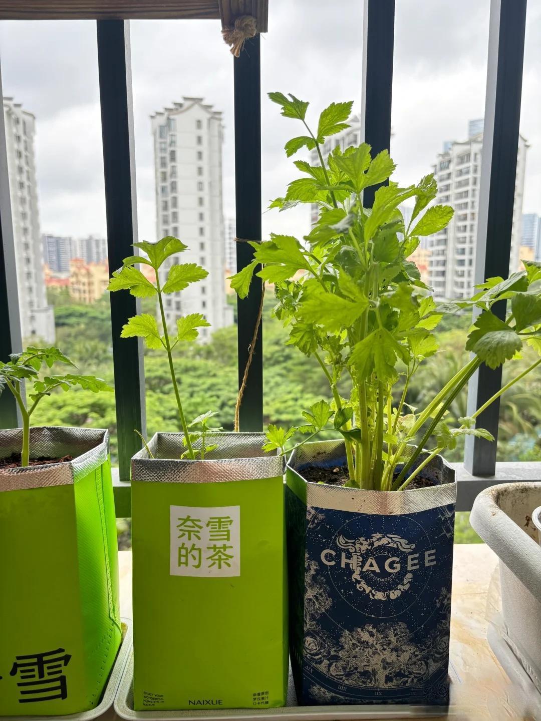 奶茶袋收藏热是囤积癖吗？揭秘年轻人追捧背后的实用美学与社交经济