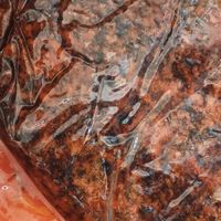 辣小九火锅底料，承包你所有吃货需求！