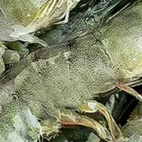 鲜活基围虾，解锁餐桌鲜滋味