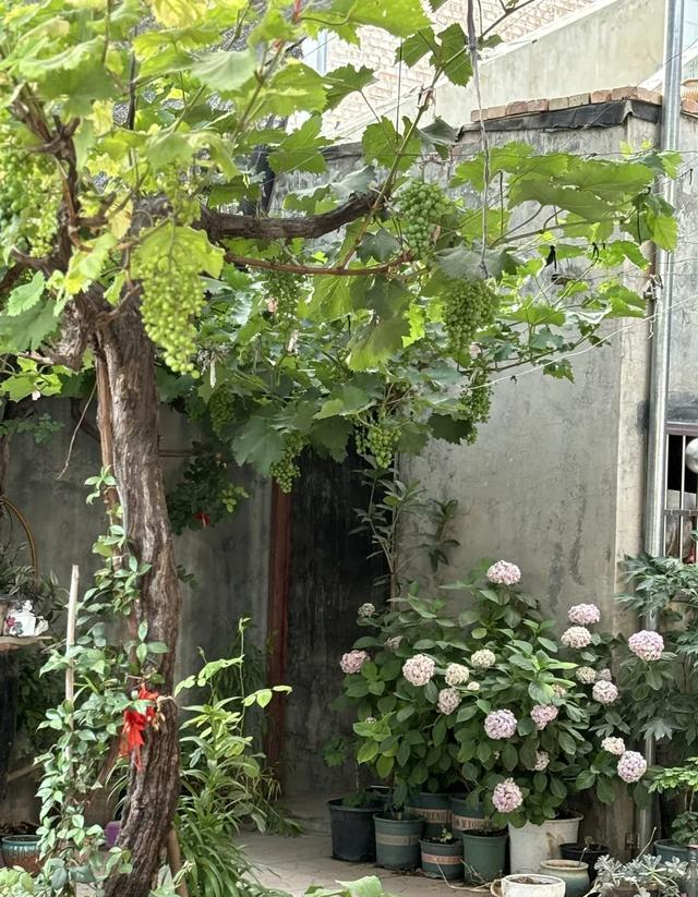院子再小，这7种果树也要种上1棵，好看好养还好吃