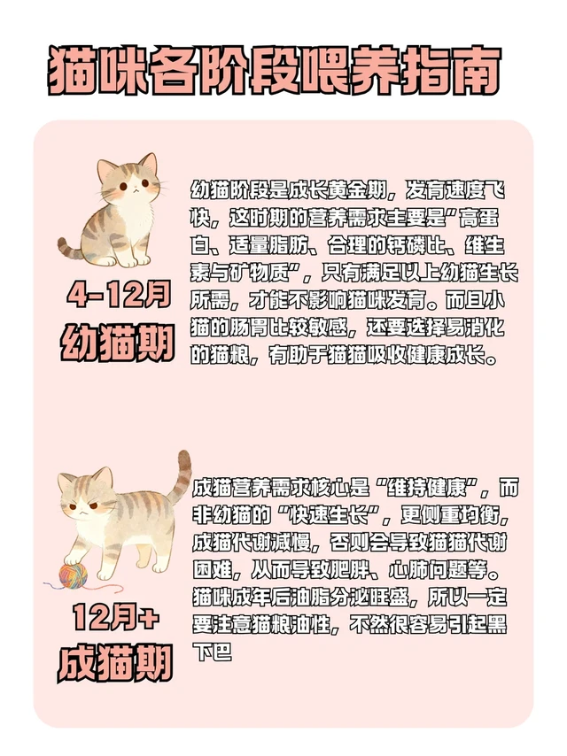 猫咪分阶喂养指南｜幼猫→成猫粮怎么选？