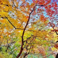 颐和园秋色进入倒计时！解锁皇家园林最后15天限定光影大片
