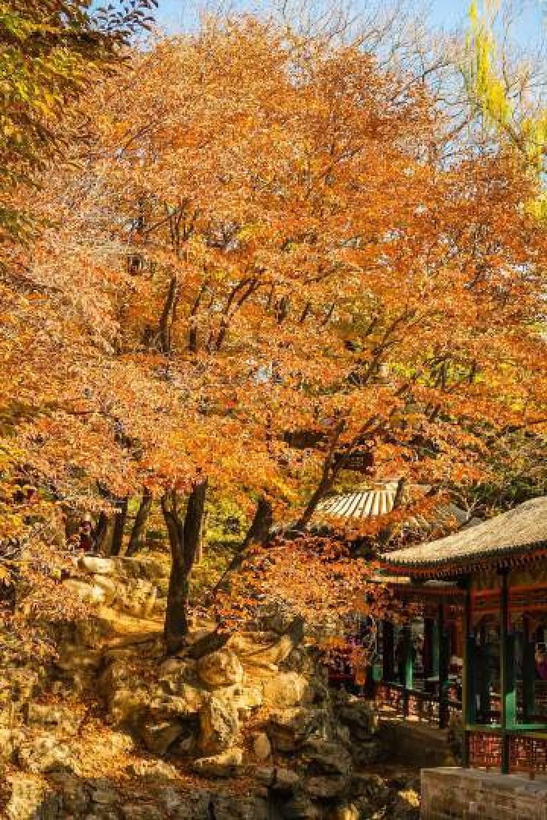 颐和园秋色进入倒计时！解锁皇家园林最后15天限定光影大片