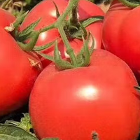 双11生鲜闭眼囤：京鲜生普罗旺斯番茄，沙瓤直送省麻烦