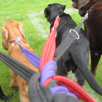 遛狗不牵绳，吓倒路人赔28万！别让宠爱变成伤人利器