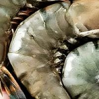 无冰锁鲜黑虎虾：超大规格海味，承包餐桌鲜醇盛宴