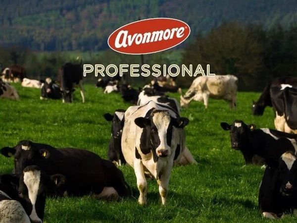 首次亮相面包节！请接收来自爱尔兰的草饲纯净风味和惊喜福利