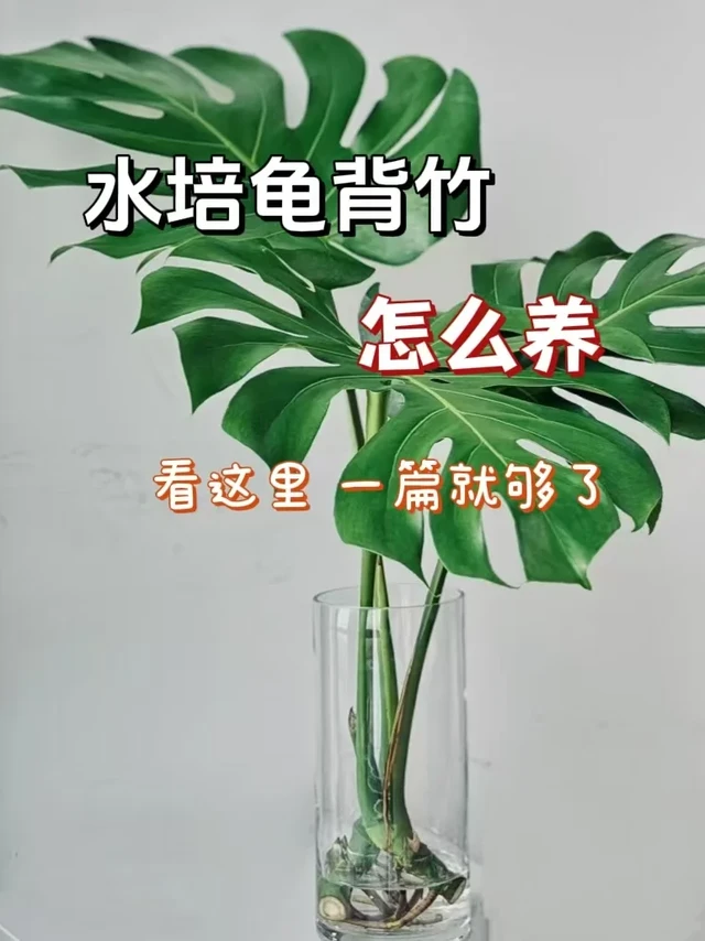 水培龟背竹怎么养、看这里一篇就够了
