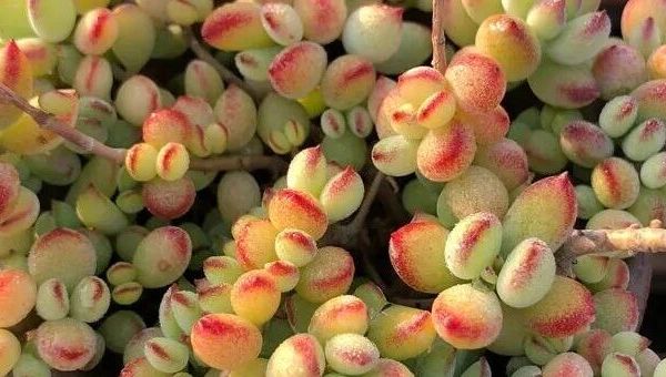 这几种多肉，颜值高长势旺，而且爱爆头！