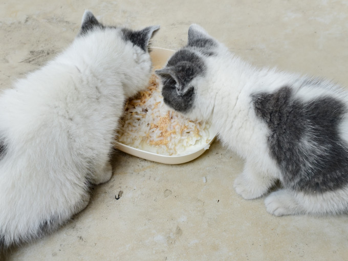 网易严选猫咪零食罐/妙鲜包