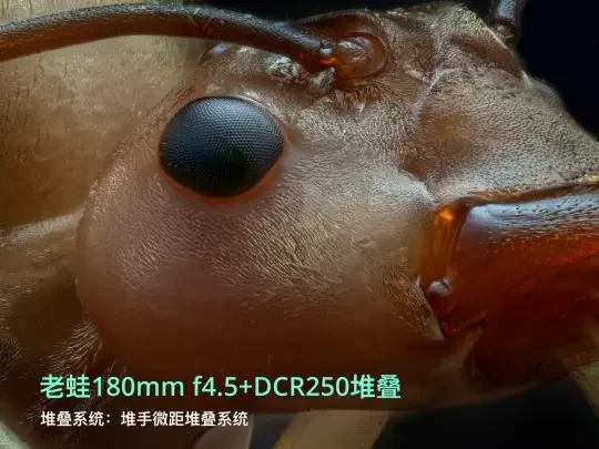 老蛙 180mm 微距堆叠测评
