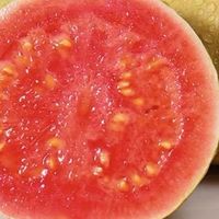 健康之选——红心芭乐：热带果园的甜蜜馈赠。