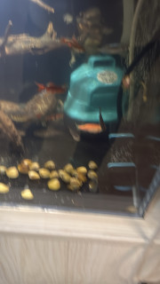 智能加热棒推荐：新款更优