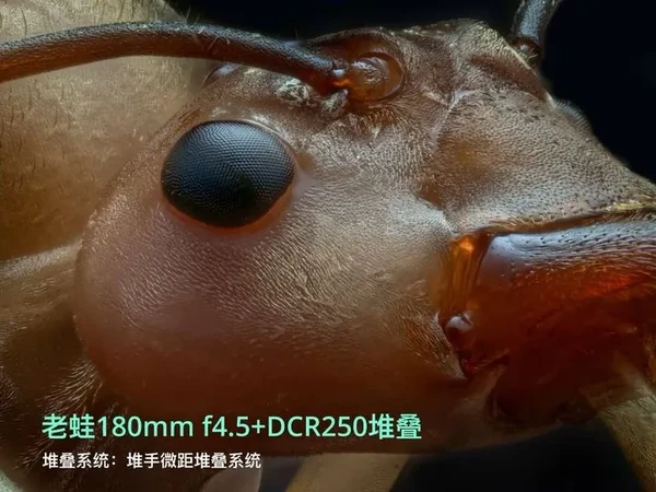 老蛙 180mm 微距堆叠评测#老蛙镜头 #老蛙180 #王雪飞微距实验室 #微距摄影师王雪飞 #堆手微距堆叠系统 @老蛙官方旗舰店