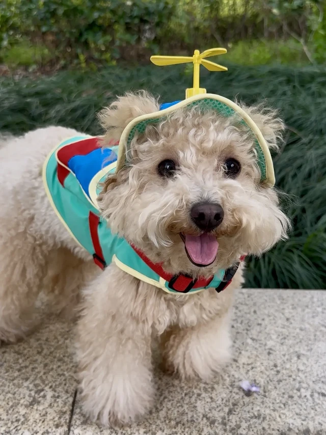 当一只7岁狗狗开始吃老年犬狗粮