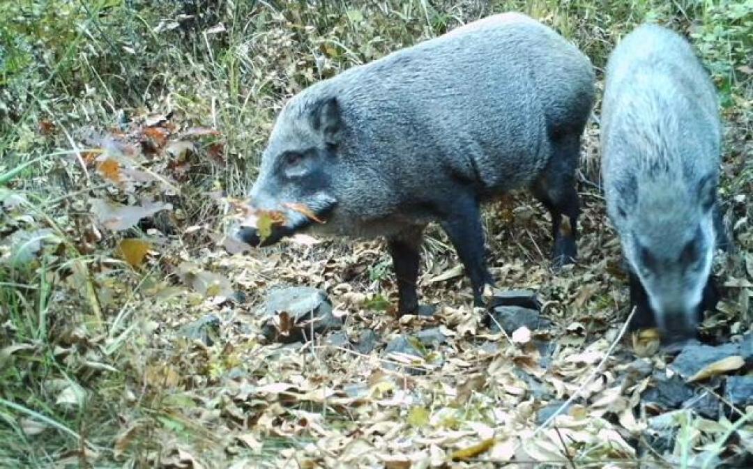 新疆农户玉米地驱赶三头野猪 收割机周旋两小时终擒一头