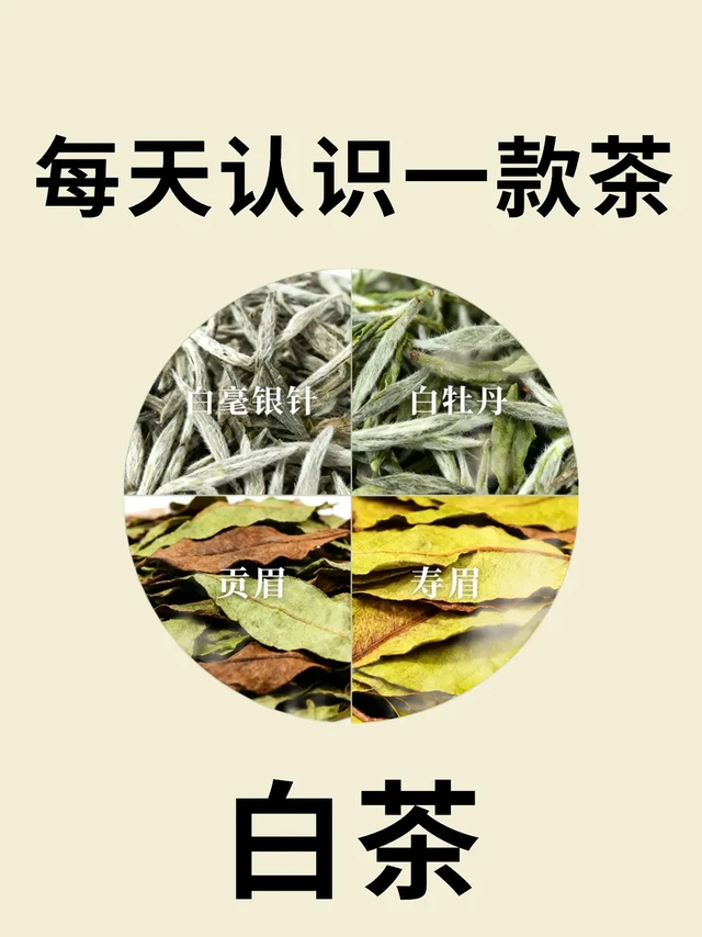 0 基础入门白茶！一篇搞定历史 / 冲泡 / 避