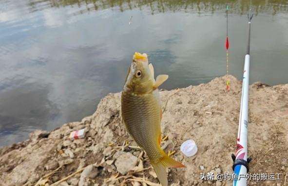 冬季钓鲫鱼用什么饵料？7个经典搭配整理好，总有一款合你心意