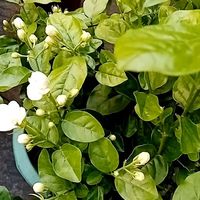 山东一婆婆晒出自家院子，仅“一茉莉花”就圈粉无数，香味太浓了