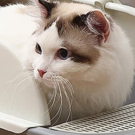 国货猫砂盆太香了！我家猫咪主动上厕所的秘密