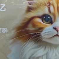 我家猫咪的“干饭新欢”：京七猫粮