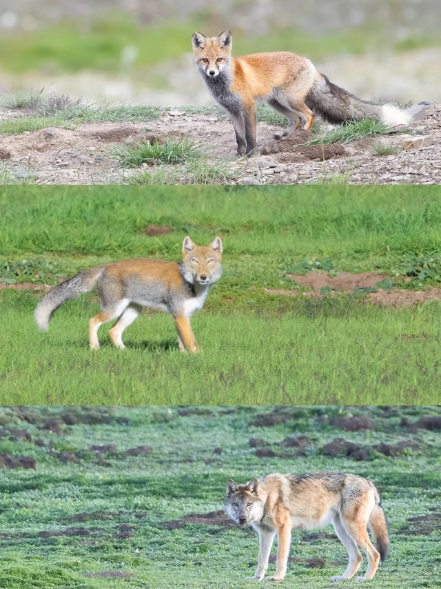 青藏Safari🐶三剑客·Give me one time