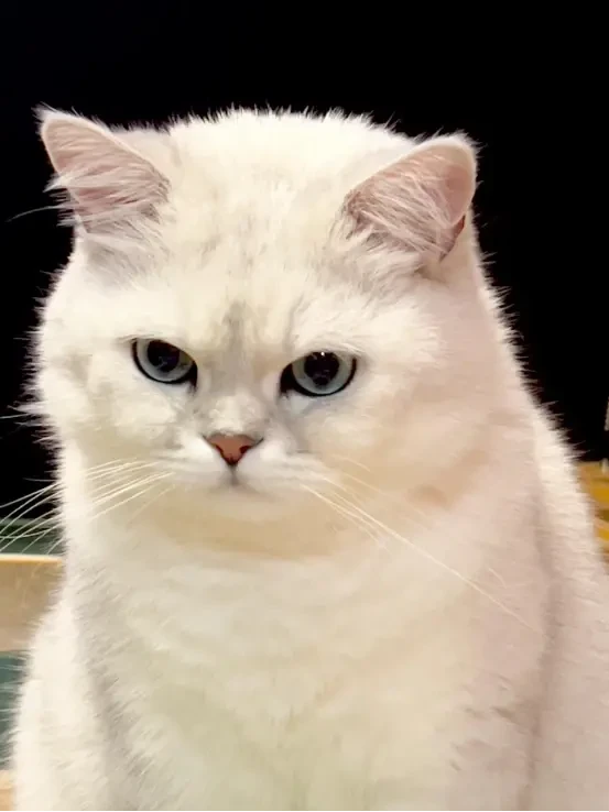 银渐层吃啥猫粮好？适合银渐层的健康猫粮推荐