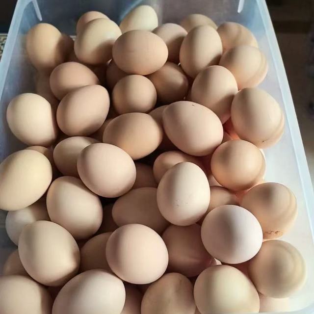 乡公馆土鸡蛋！不愧是农家散养的“蛋中天花板”🥚